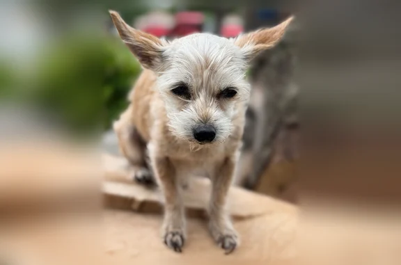Lost and found pets Farmers Branch, photo: Lost dog, Eric Lane, 2909, Farmers Branch - female Yorkie Chihuahua mix