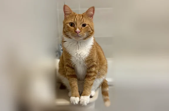 Chat perdu, Rue Emmanuel Grout, 34, Nice, Cannes — mâle, œil plus petit - photo