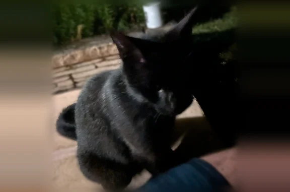 Chat trouvé La Chapelle-sur-Erdre, photo: Chat trouvé femelle, Route de la Gergaudière, 25, La Chapelle-sur-Erdre - yeux vert clair