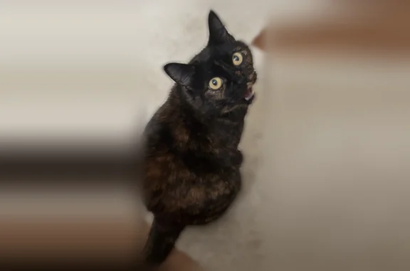Lost and found pets Omaha, photo: Lost cat, Maplewood Boulevard, 3011, Omaha - female