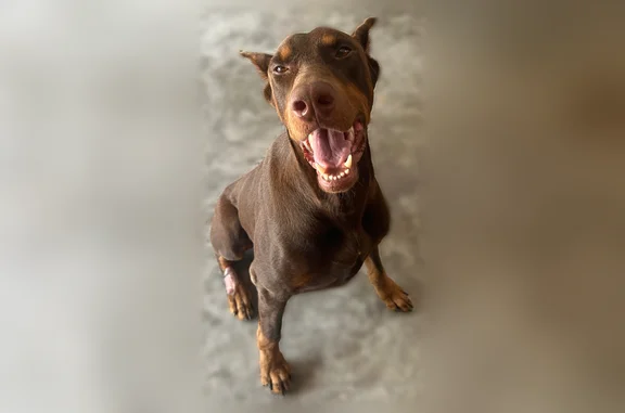 Found dog, Leopard Street, 13101, Corpus Christi - male, black/brown, gentle - photo