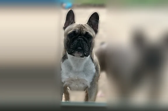 Missing dog Wichita, photo: Lost dog, South 126th East Avenue, 3311, Wichita