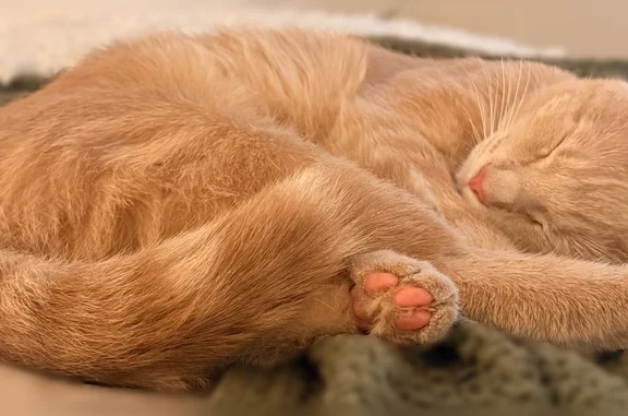 Missing cat Manhattan, photo: Lost cat, Oldwood Road, 191, Huntsville, Manhattan - neutered, small, light orange