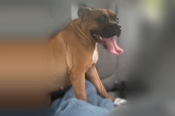 Found dog, U.S. 41, 1730, Palm...