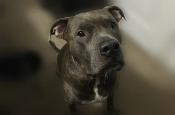 Lost dog, North Park Avenue, 1027, Apopka - male, grayish-brown coat, white underbelly - photo