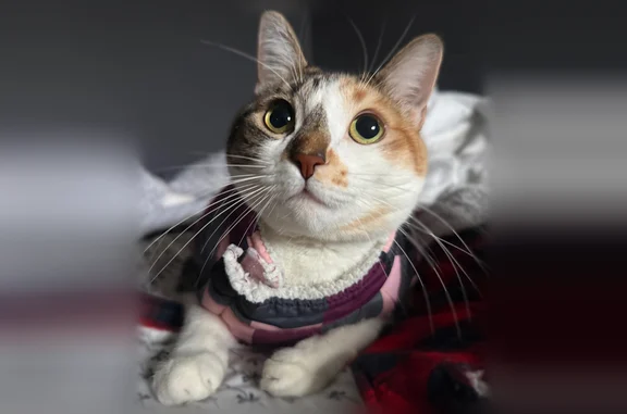 Lost cat, Wood Avenue, 87, Mastic - female, orange and black-gray coat with one orange spot - photo