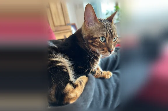 Lost cat, Cedar Drive, Miller Place - male neutered, slender body - photo