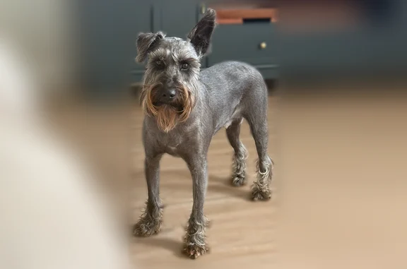 Lost and found pets Bowie, photo: Lost dog, male, Majestic Lane, 3507, Bowie - shaved, orange and mint Mandalorian harness