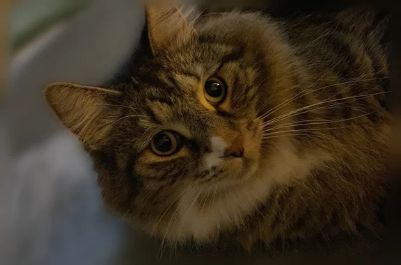 Lost and found pets Prescott, photo: Lost cat, South Alto Street, Prescott - male, long hair tabby