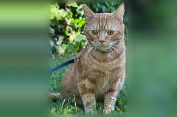Chat perdu mâle, Avenue Aristide Briand, Fontaine - roux, castré - photo