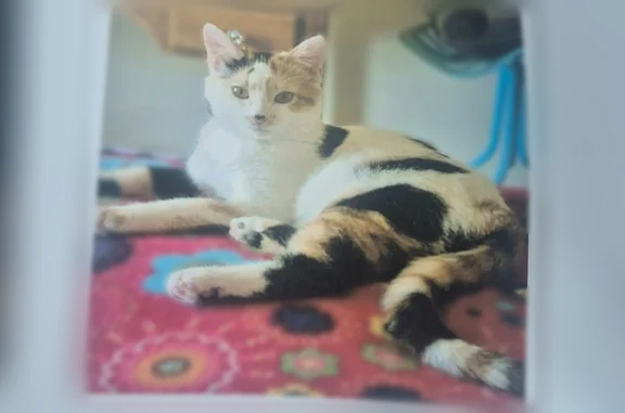 Lost cat, Pershing Road, 299, Columbia - female calico, 9 months old - photo
