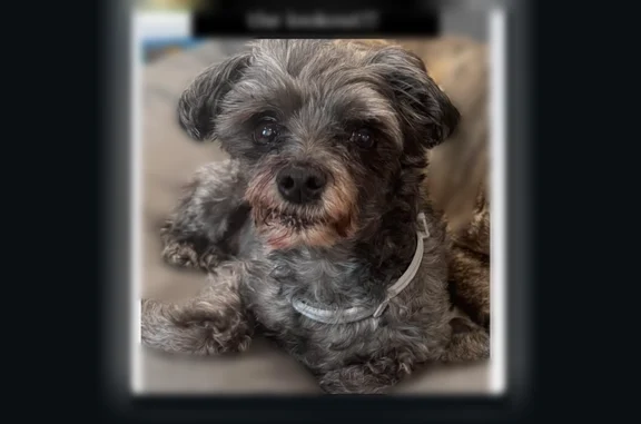 Lost dog, North Sproul Road, 132, Broomall - small grey Morkie, about 10 pounds - photo