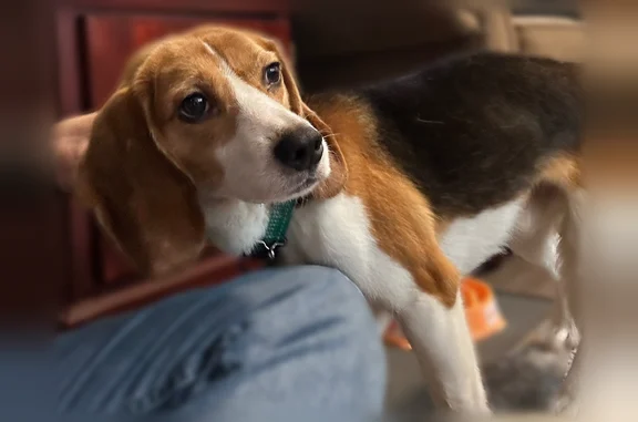 Lost dog, Saint Marias Street, Rolla - male beagle, skittish - photo