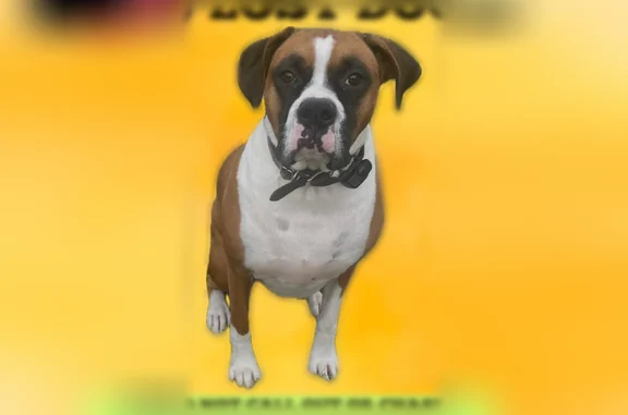 Lost dog, Southfield Place, 60, Stratford - male Boxer, 75 lb - photo