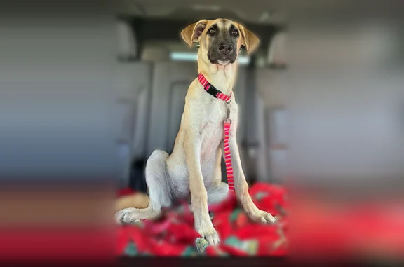 Lost dog, female, Winnipeg Avenue, 623, Brownsville - pink and red leash - photo