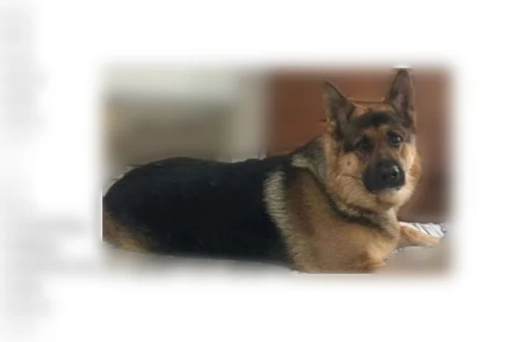 Lost and found pets Joliet, photo: Lost dog, male, Marion Street, Joliet — black and gold German shepherd, large, reactive