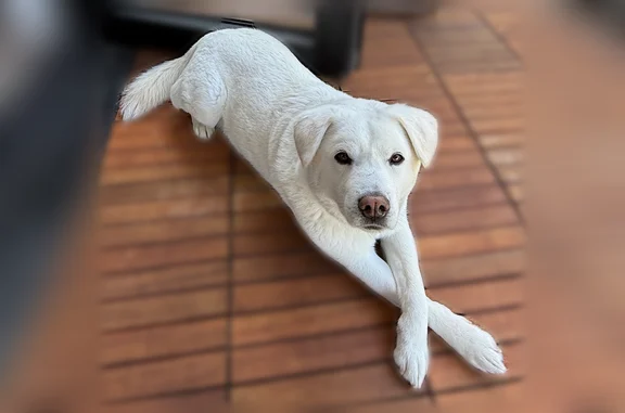 Lost dog, Boland Drive, West Orange - white male jindo, floppy ears - photo