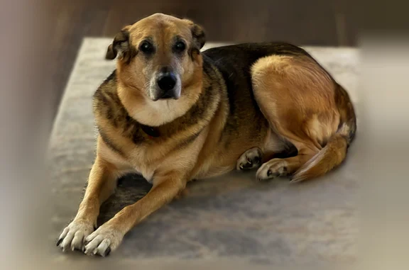 Lost dog, Fair Oaks Avenue, 8002, Dallas - male, shepherd mix, older - photo