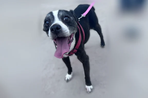 Found dog El Paso, photo: Found dog, Cork Drive, 3326, El Paso - male