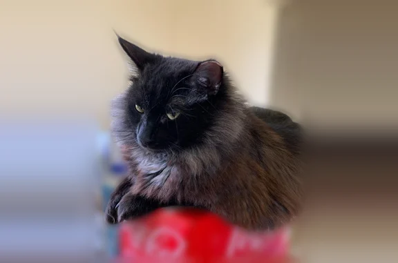 Lost cat, Wingren Lane, 120, Arlington — male, black neutered, cropped ear, short fur tail - photo