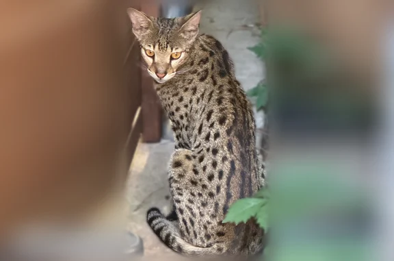 Found cat, North Garrett Avenu...