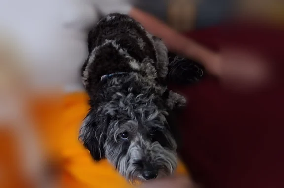 Lost dog, Simpson Howell Road, Elizabeth - female, very skittish - photo