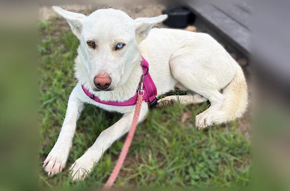 Found dog Los Fresnos, photo: Found dog, West Ocean Boulevard, 1004, Los Fresnos - white shepherd/husky mix, very friendly