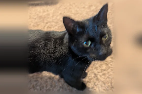 Found cat, Beacon Point Lane,...