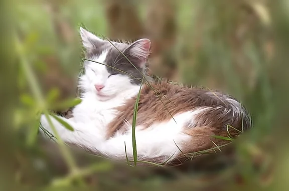 Chat perdu, femelle, Rabastens-de-Bigorre - blanche et grise - photo