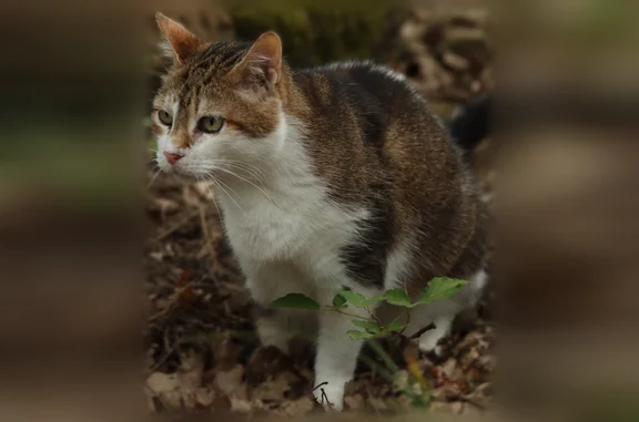 Chat perdu mâle, Grand Rue, 207, Saint-Jean-du-Gard, Ribaute-les-Tavernes - tatouage HGS879 - photo