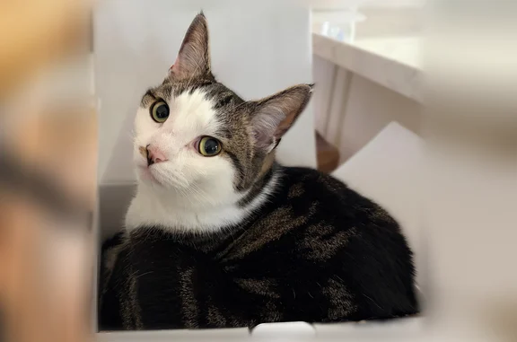 Lost cat, Deep Valley Drive, 6, Sound Beach, Coram — male, no collar - photo