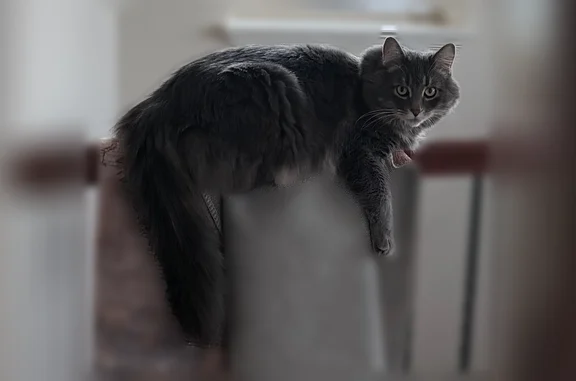 Lost cat, Sheldon Place, 60, New Washoe City, Washoe Valley - male, grey, friendly - photo