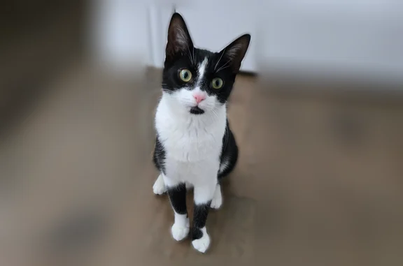 Missing cat Aurora, photo: Lost cat, South Preserve Drive, 15035, Aurora - female, mostly black back, white chest and legs