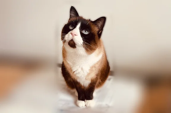Chat perdu mâle, Rue Auguste Hilarion de Keratry, 2, Quimper, Paris - peureux et très gentil - photo