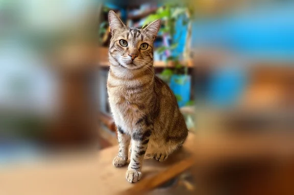 Chat perdu, Plan-d'Aups-Sainte-Baume, photo: Chat perdu mâle, Rue la Boétie, 43, Marseille - tabby beige, yeux verts clairs