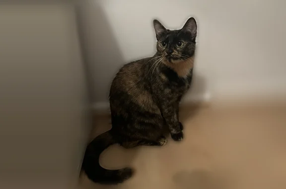 Chat perdu femelle, Rue Pierre Dupont, 26, Roanne - très craintif - photo