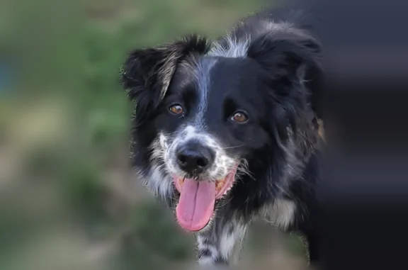 Animaux perdus et trouvés Rennes, photo: Chien perdu, Rue Robert Rême, 4, Rennes - femelle, très craintive