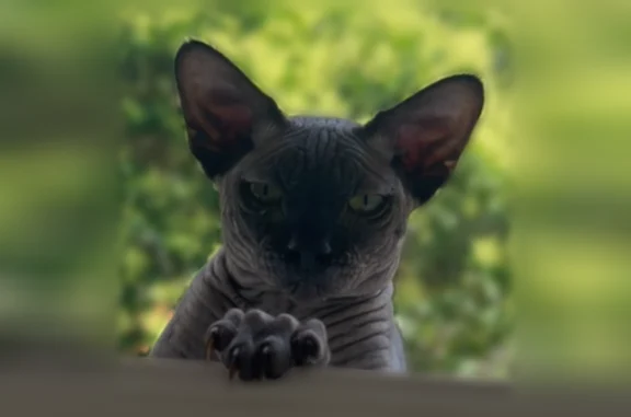 Chat perdu mâle, Chemin de Saint-Exupéry, 6, Labarthe-sur-Lèze - chat sphinx noir - photo