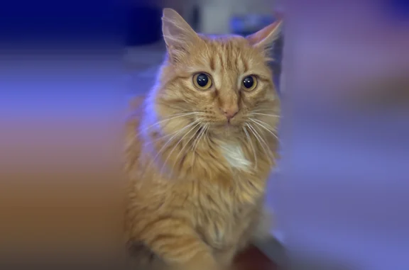 Chat perdu femelle, Chemin de la Cepière, Toulouse - particularité sur la queue - photo