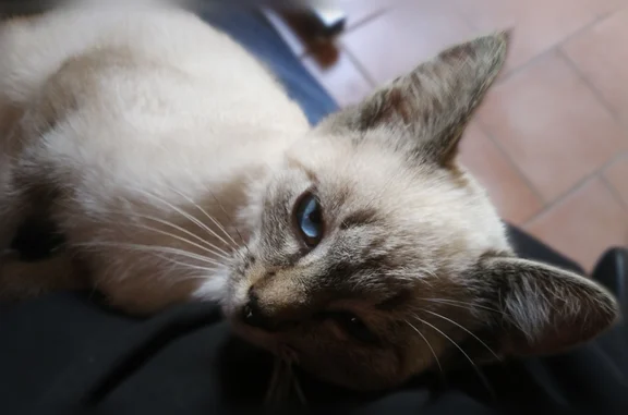 Chat perdu mâle, Rue de la Bouyère, Labastide-Saint-Pierre, Nice — borgne et œil valide bleu - photo