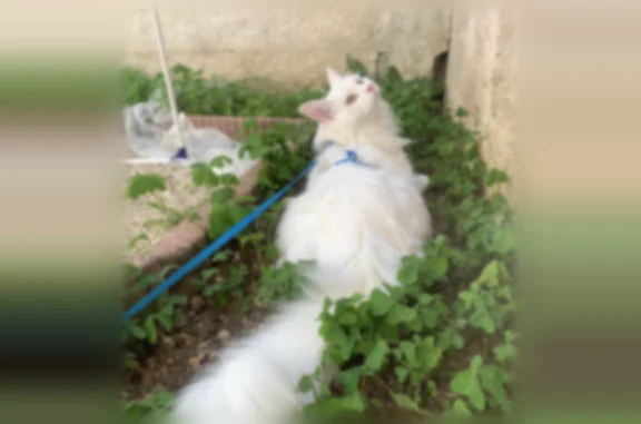 Chat perdu mâle, Avenue de Navarre, 390, Angoulême, Bordeaux — blanc, grand - photo
