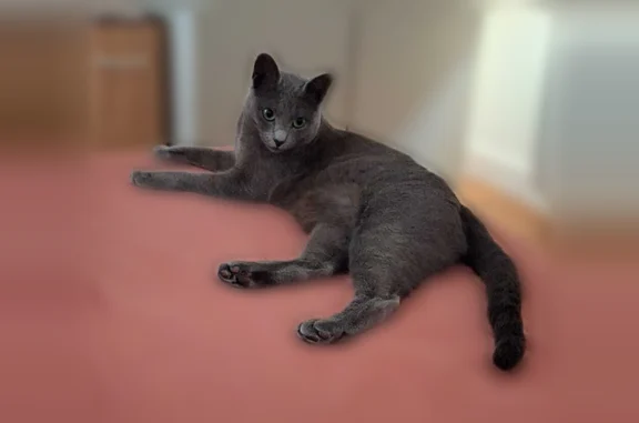 Perdu chat femelle, Rue Arthur Auger, 19, Montrouge - sociable, pucée - photo