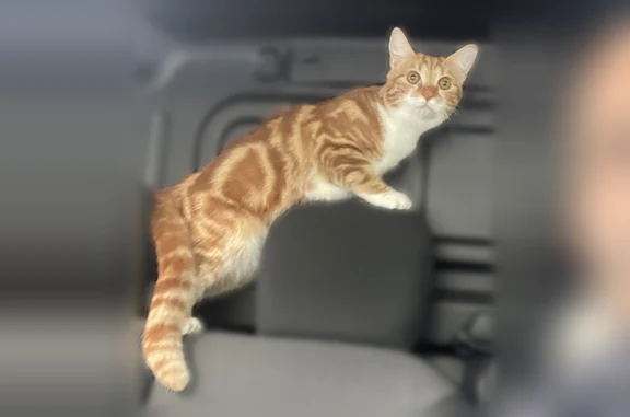Animaux perdus et trouvés Paris, photo: Chat perdu, Avenue des Soucis, Pontault-Combault, Paris - femelle chate européenne marron tigre