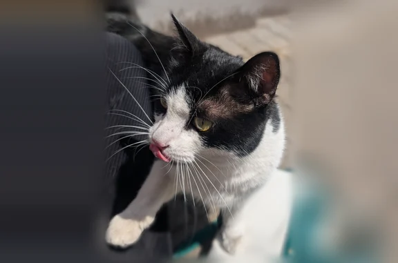 Chat trouvé Lyon, photo: Chat trouvé, Rue de Wazemmes, 33, Lille - femelle, noir et blanc, yeux verts