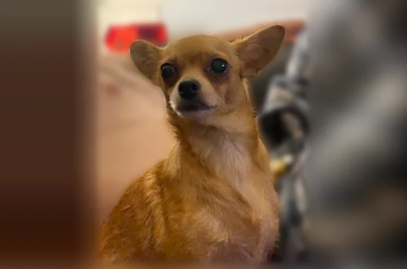 Lost dog, Picciola Road, Florida, Orlando - male Chihuahua, neutered, very friendly - photo