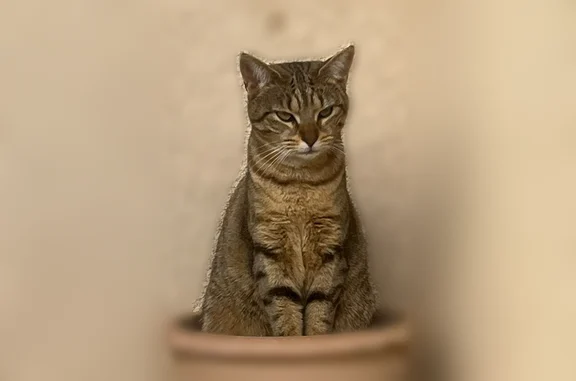 Chat perdu femelle, Rue du 8 Mai 1945, 26, Viry-Châtillon - puce, mince, type beagle - photo