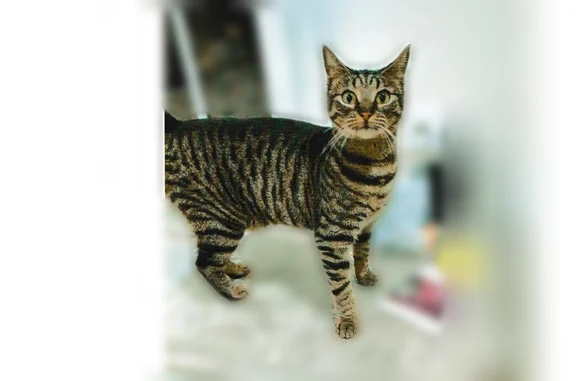 Chat perdu, femelle, Chemin du Trait, 6 Bis, Jaunay-Marigny - truffe grise, longue queue - photo