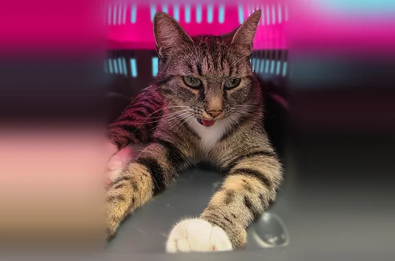 Chat trouvé Amiens, photo: Trouvé chat femelle, Rue des Jardins, Vendenheim, Amiens - puce ICAD