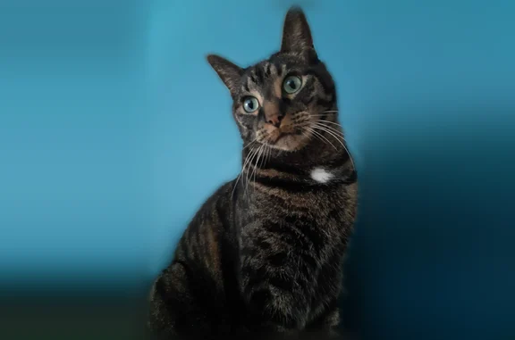 Chat perdu, Rennes, photo: Chat perdu mâle, Boulevard Jeanne d'Arc, 9, Rennes, Rennes - tigré noir et marron