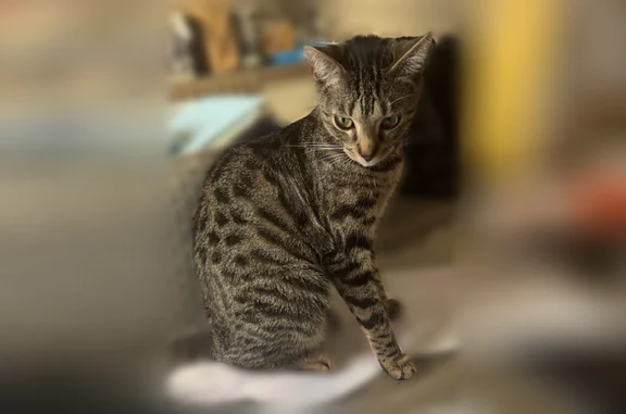 Chat perdu, Paris, photo: Chat perdu, Rue Marcel Wramour, 34, Armentières - femelle tigrée, ventre tondu